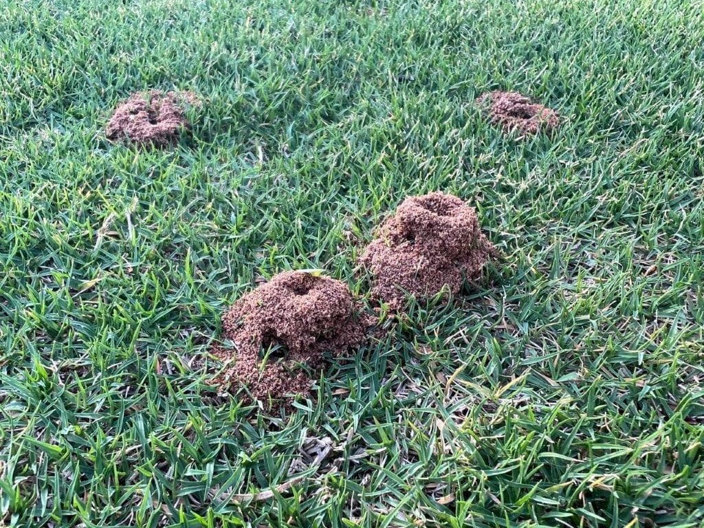 Gyepgyógyítás folyamata - gombaölő szer kijuttatása